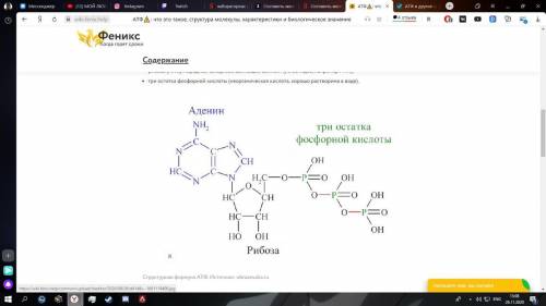 Составить ментальную карту «Строение и функции АТФ» ​