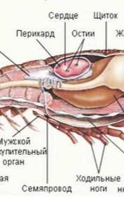 описать и назвать конечности речного рака, изображенные на картинке