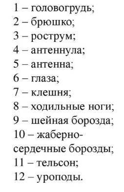 описать и назвать конечности речного рака, изображенные на картинке