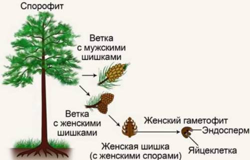 СТРОЕНИЕ СПОРОФИТА ГОЛОСЕМЯННЫХ РАСТЕНИЙ