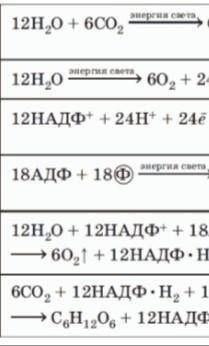 Напишите 2 формулы! Фаза светового и теневого фотосинтеза. Просто 2 формулы.