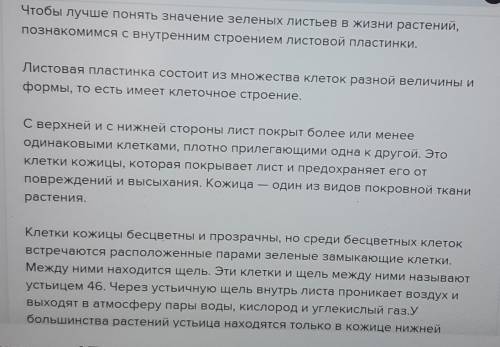 Назовите и определите значение внутреннего слоя лист​