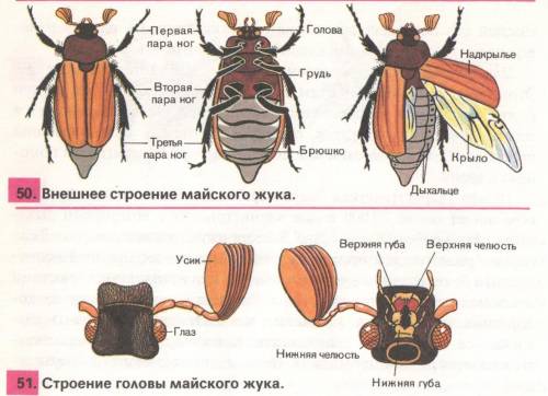 Грудной отдел бронзовки