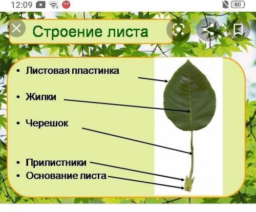 1. Определите, что обозначено под цифрами 1-4 на рисунке «Внешнее строениелиста».​