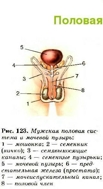 Из чего состоит половая система человека?