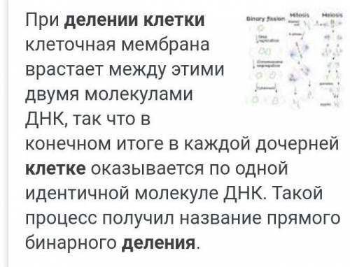 3. Как происходит деление клеток?​