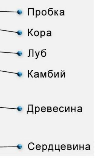 объясните значение системы кровообращения. Приведите примеры транспортируемых предметов. (b) опишите