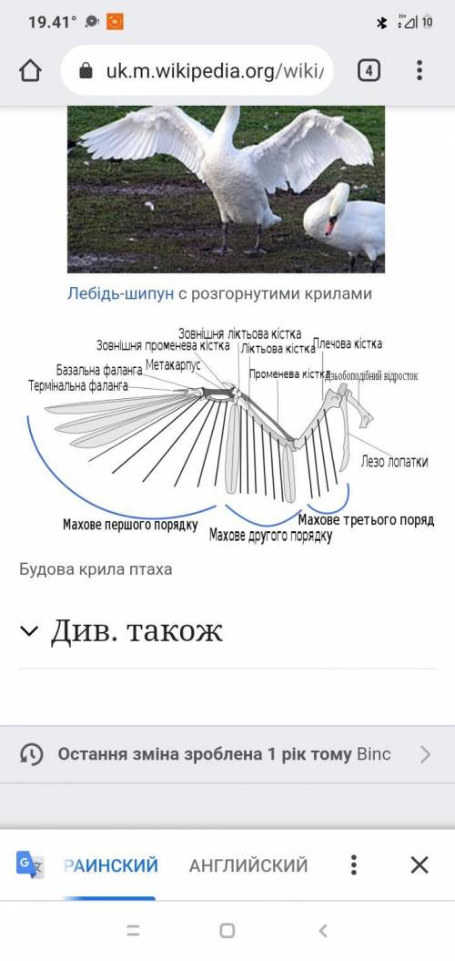 Будова крил соловейка​