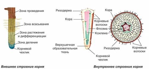 ДАМ Рассмотрите рисунок Внутреннее строение корня и определите под какой цифрой находится ксилема​