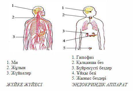 Адамнын жуйке жуйесынын мушелерын жаз.​