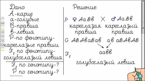 Составить и решить задачу на моногибридное скрещивание.