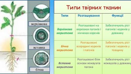 ХАРАКТЕРИСТИКА ТКАНЕЙ РАСТЕНИЙ (напишите об этом МНОГО БАЛОВ