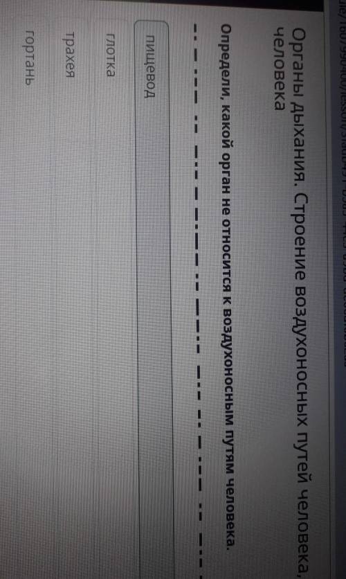 Органы дыхания. Строение воздухоносных путей человека, органы газообмена человека Определи, какой ор