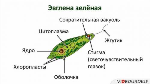 В6. Нарисуйте амебу (эвглену зеленую) подпишите части клетки.​