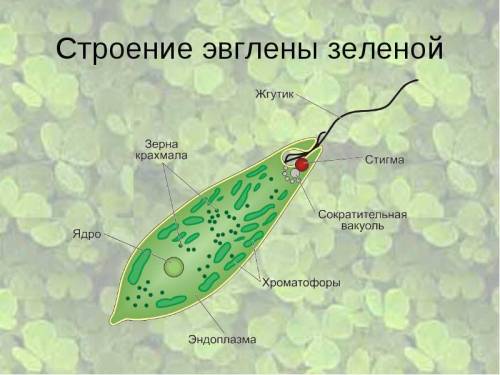 В6. Нарисуйте амебу (эвглену зеленую) подпишите части клетки.​