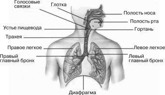 Заполни таблицу, правильно указав органы и их функции.​