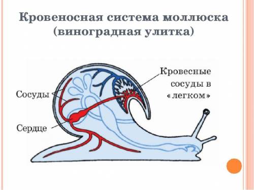 Подпишите строения кровеносной системы улитки и Укажите тип кровеносной системы​