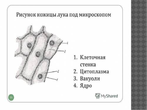 Что находится под номером 3?