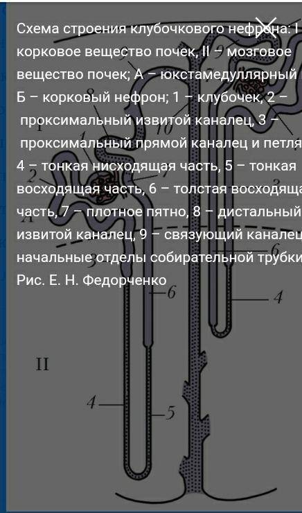 Строение нефрона. ​