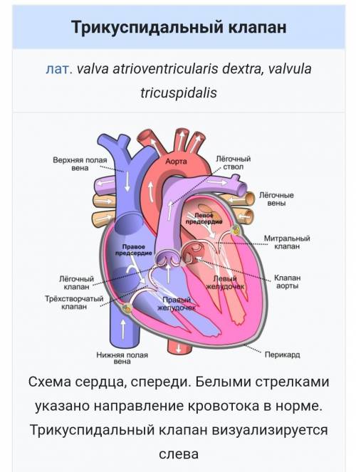 Какие структуры у трехстворчатого клапана?