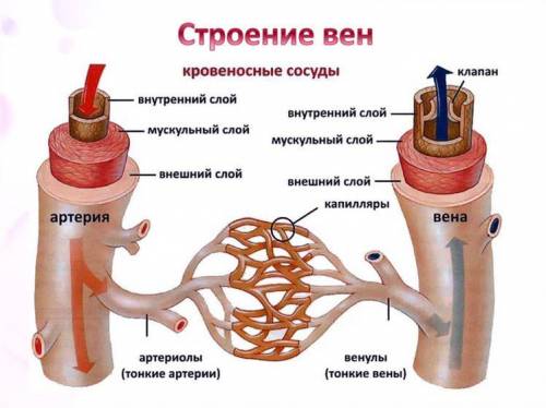 Строение артерий и вен