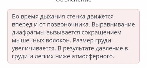 Определи, какие изменения происходят с диафрагмой во время вдоха