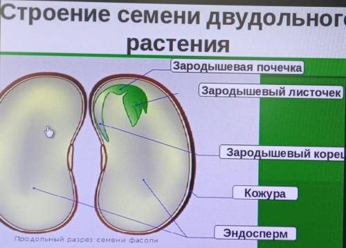 Салам Амиго, братья можете мне Заранее