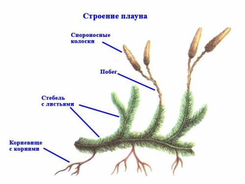 Сравните плауны с папоротниками. По каким признакам эти группы растенийсходны?Чем плауны отличаются