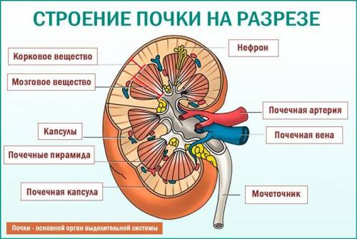 с биологией за правильный ответ ​