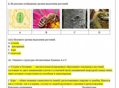 На рисунке изображены органы выделения растений. (а)(i) Назовите органы выделения растений.АBCD​