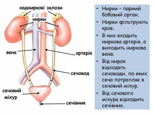 Написати схему органів що виконують видільну функцію в організмі людини, замалювати у зошит внутрішн