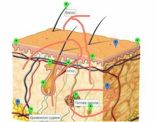 Будова шкіри людини.Нужно расставить правильные ответы