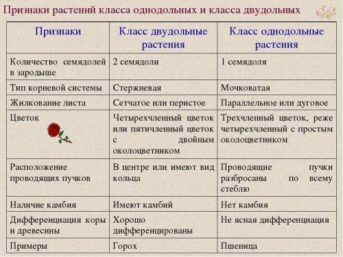 2. ответы на вопрос:по какому главному признаку растения делят на однодольные и двудольные?​