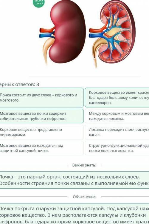 Органы фильтрации и выделения. Строение почки (корковое и мозговое вещество, нефрон, пирамидки, поче