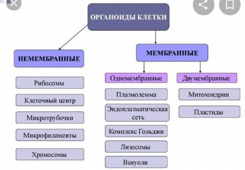 Начертить кластер (схему) : Мембранные и немембранные органоиды клетки.​