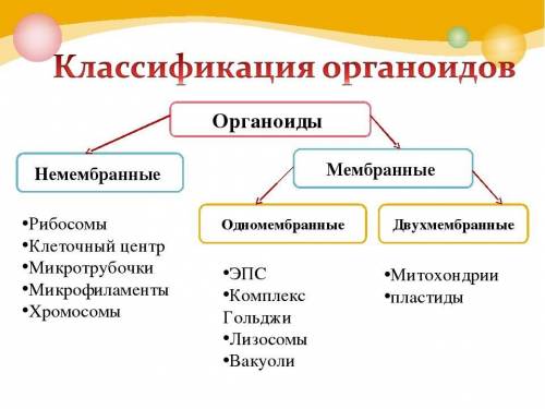 Начертить кластер (схему) : Мембранные и немембранные органоиды клетки.​