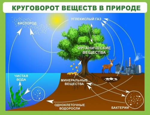 Задание №3. Зарисуйте разновидности круковоротов веществ в природе.​