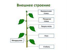 2.Внешнее строение стеблякоротко нужно