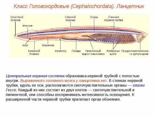 Небольшой конспект на тему Хордовые. Ланцетники с картинками