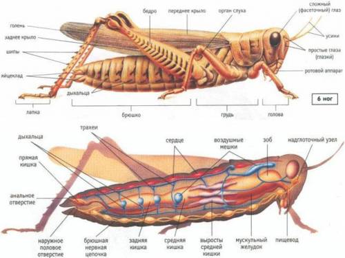 ￼￼мышцы у насекомых