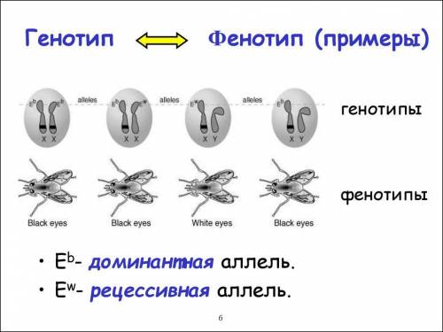 Навести приклади генотипів та фенотипів​