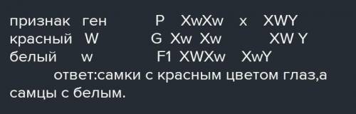 У дрозофилы рецессивный ген белоглазости w (white) находится в Х- хромосоме в локусе 1,5, а доминант