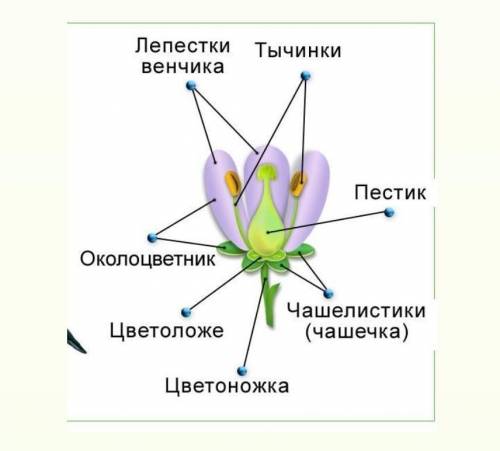 Строение околоцветника, чашечки, венчика, пестика, тычинки, цветоножки и цветоложе и их функции ​