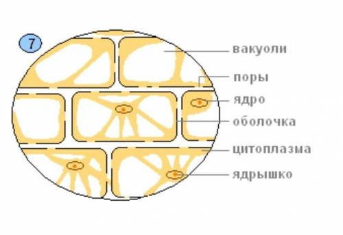 3. В рабочей тетради оформите Практическую работу «Микроскопическое строение клеток кожицы лука», за