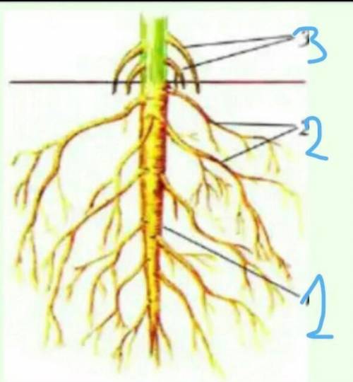 Нарисуйте главный корень, обозначьте корневые волоски, корневой чехлик, боковые корни(если они уже о