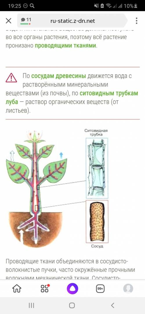 Каковы особенности переноса веществ у растений умоляю ​