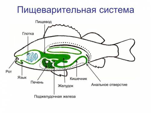 Как устроена пищеварительная система у рыб?​