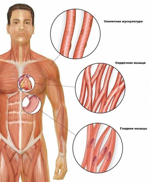 Гладкие мышцы ЭТО? ​