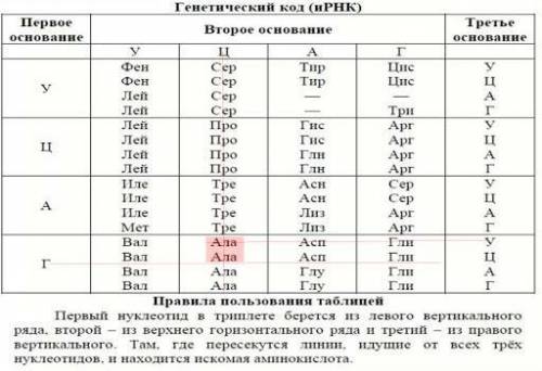 Какая последовательность аминокислот зашифрованная следующей последовательностью нуклеотидов в в м Р