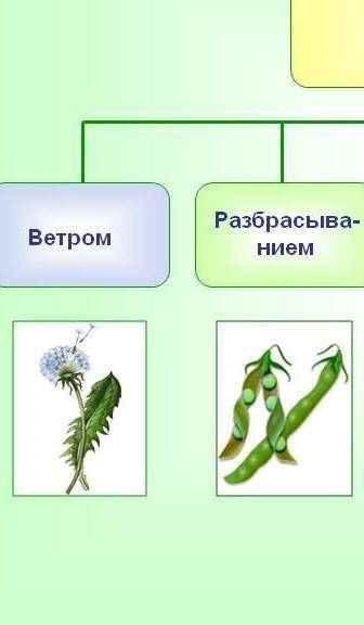 распространения плодов